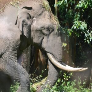 Close-up of an Asian elephant in Kerala's tropical jungle, showcasing its majestic presence.